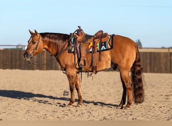 Quarterhäst, Valack, 5 år, 147 cm, Fux med ål