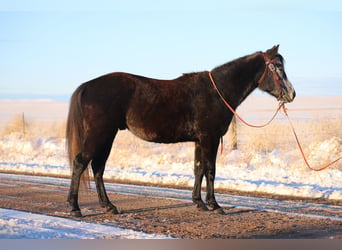 Quarterhäst, Valack, 5 år, 147 cm, Grå