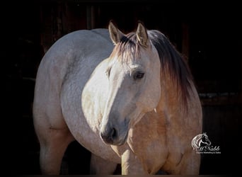 Quarterhäst, Valack, 5 år, 147 cm, Gulbrun