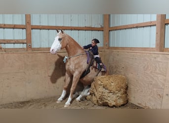 Quarterhäst, Valack, 5 år, 147 cm, Palomino
