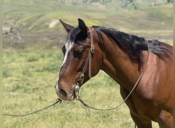 Quarterhäst, Valack, 5 år, 150 cm, Brun