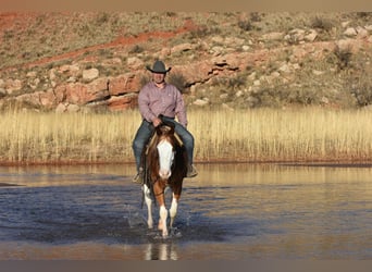 Quarterhäst, Valack, 5 år, 150 cm, Overo-skäck-alla-färger