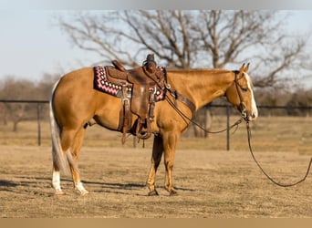 Quarterhäst, Valack, 5 år, 150 cm, Palomino