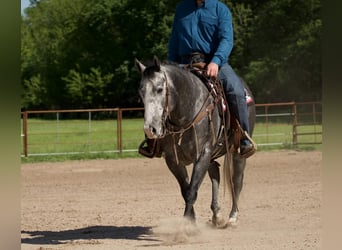 Quarterhäst, Valack, 5 år, 152 cm, Grå