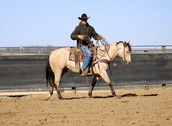 Quarterhäst, Valack, 5 år, 152 cm, Gulbrun