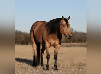 Quarterhäst, Valack, 5 år, 152 cm, Gulbrun