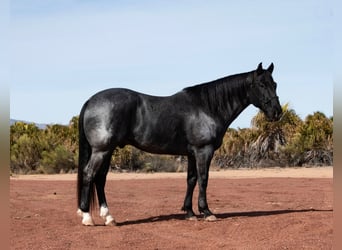 Quarterhäst, Valack, 5 år, 152 cm, Konstantskimmel