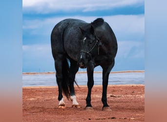 Quarterhäst, Valack, 5 år, 152 cm, Konstantskimmel