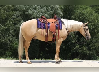 Quarterhäst, Valack, 5 år, 152 cm, Palomino