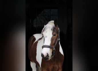Quarterhäst, Valack, 5 år, 152 cm, Tobiano-skäck-alla-färger