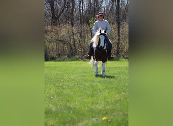 Quarterhäst, Valack, 5 år, 152 cm, Tobiano-skäck-alla-färger