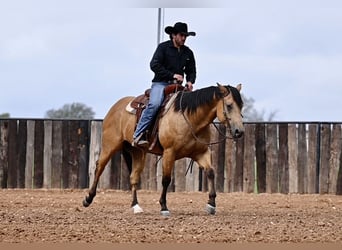 Quarterhäst, Valack, 5 år, 155 cm, Gulbrun