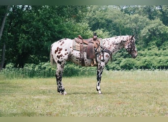 Quarterhäst, Valack, 5 år, 155 cm, Leopard-Piebald