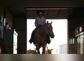 Quarterhäst, Valack, 5 år, 155 cm, Palomino