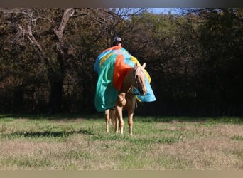 Quarterhäst, Valack, 5 år, 155 cm, Palomino