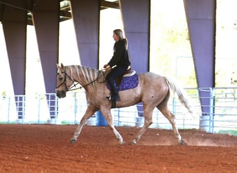 Quarterhäst, Valack, 5 år, 155 cm, Palomino