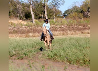 Quarterhäst, Valack, 5 år, 155 cm, Palomino