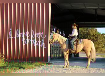 Quarterhäst, Valack, 5 år, 155 cm, Palomino