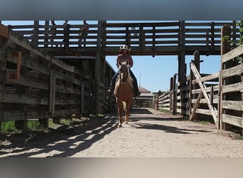 Quarterhäst, Valack, 5 år, 155 cm, Palomino