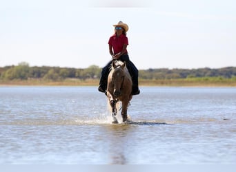 Quarterhäst, Valack, 5 år, 155 cm, Palomino