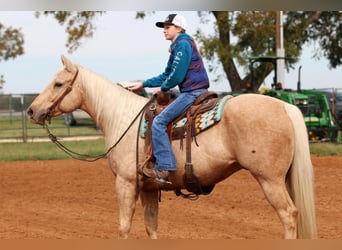 Quarterhäst, Valack, 5 år, 155 cm, Palomino