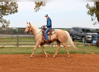 Quarterhäst, Valack, 5 år, 155 cm, Palomino