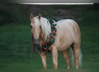 Quarterhäst, Valack, 5 år, 155 cm, Palomino