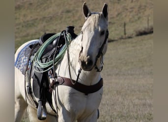 Quarterhäst, Valack, 5 år, 155 cm, Palomino