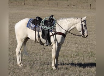 Quarterhäst, Valack, 5 år, 155 cm, Palomino