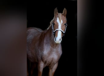 Quarterhäst, Valack, 5 år, 155 cm, Rödskimmel