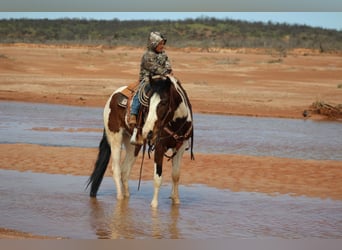 Quarterhäst, Valack, 5 år, 155 cm, Tobiano-skäck-alla-färger
