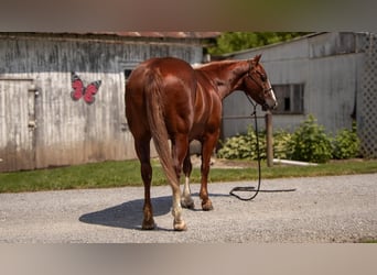 Quarterhäst, Valack, 5 år, 157 cm, Fux