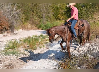 Quarterhäst, Valack, 5 år, 157 cm, Rödskimmel