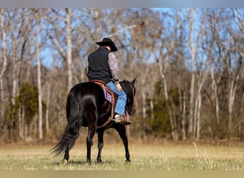 Quarterhäst, Valack, 5 år, 157 cm, Svart