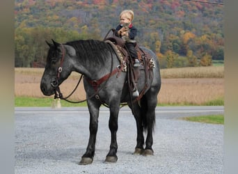 Quarterhäst Blandning, Valack, 5 år, 160 cm, Konstantskimmel