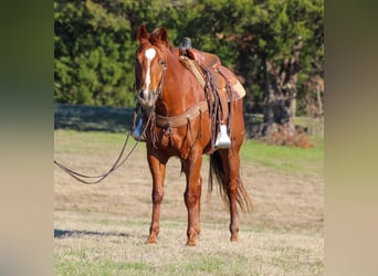 Quarterhäst, Valack, 5 år, 173 cm, Overo-skäck-alla-färger