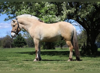 Quarterhäst, Valack, 5 år, Gulbrun