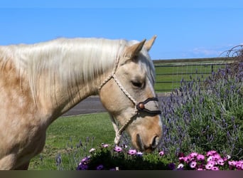 Quarterhäst, Valack, 5 år, Palomino