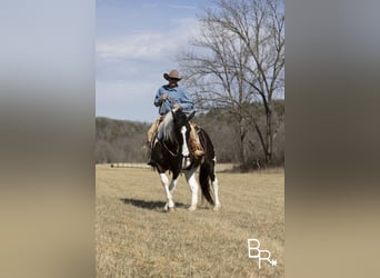 Quarterhäst, Valack, 5 år, Tobiano-skäck-alla-färger