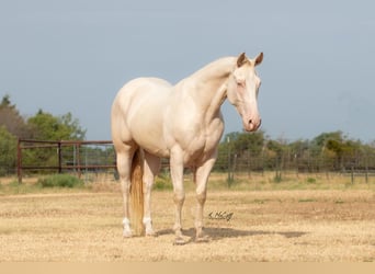 Quarterhäst, Valack, 6 år, 147 cm, Perlino