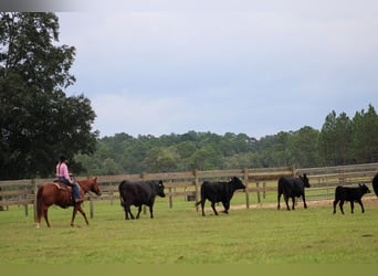 American Quarter Horse, Wallach, 6 Jahre, 150 cm, Rotfuchs