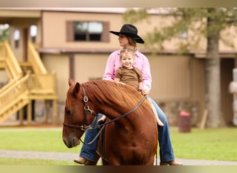 American Quarter Horse, Wallach, 6 Jahre, 150 cm, Rotfuchs