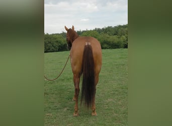 Quarterhäst, Valack, 6 år, 150 cm, fux