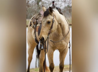 Quarterhäst, Valack, 6 år, 150 cm, Gulbrun