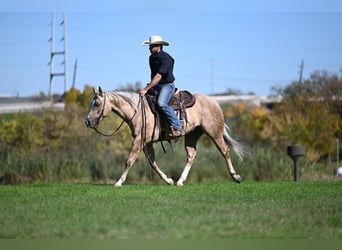 Quarterhäst, Valack, 6 år, 150 cm, Palomino