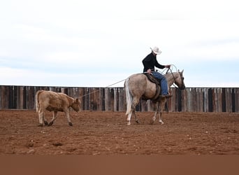 Quarterhäst, Valack, 6 år, 150 cm, Palomino