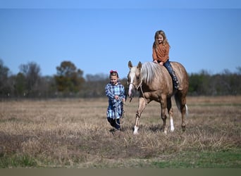 Quarterhäst, Valack, 6 år, 150 cm, Palomino