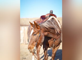 Quarterhäst, Valack, 6 år, 150 cm, Rödskimmel