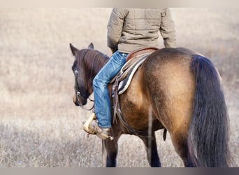 Quarterhäst, Valack, 6 år, 152 cm, Gulbrun