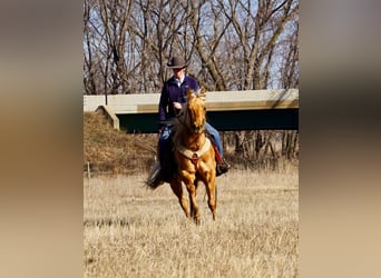 Quarterhäst, Valack, 6 år, 152 cm, Palomino
